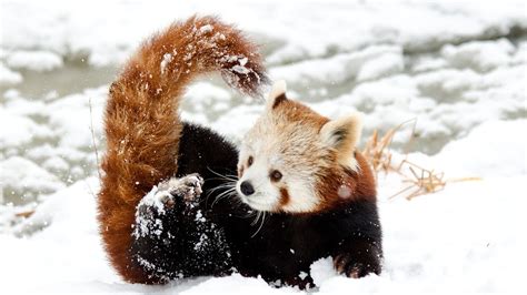 Chinese Little Red Panda Playing In Snow Red Panda Snow 1920x1080