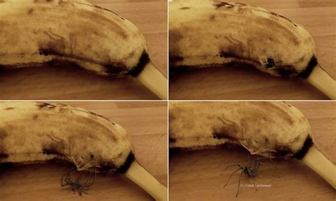 Video Captures The Terrifying Moment A Spider Bursts Out Of A Banana