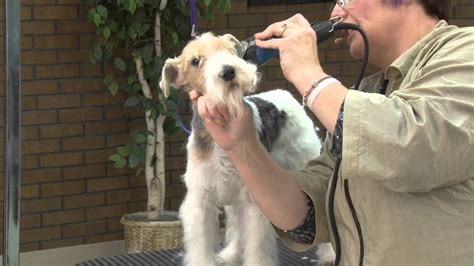 Everything About Your Wire Fox Terrier Luv My Dogs