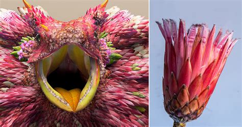 Flower Petals Form Fantastical Exotic Animals By Josh Dykgraaf