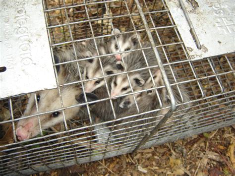 Opossum Removal Wildlife Removal Services Of South Florida