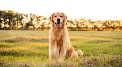 Giống Chó Golden Retriever Hòa Quyện Giữa Tình Yêu Thông Minh Và Sự