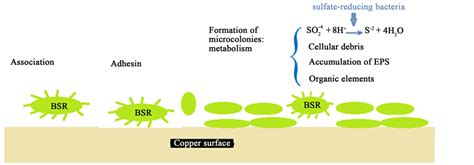 Biofilm EPS