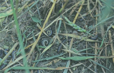 Armyworm Pests Small Grains And Forage Integrated Pest Management