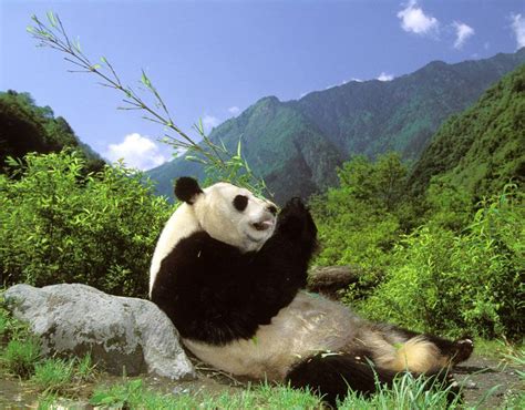 Endangered Animals Giant Panda Worlds Most Endangered Species