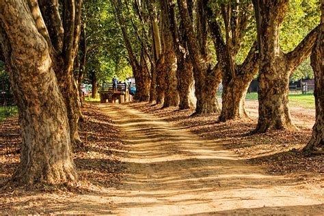 Country Road Farm Tree Lined · Free Photo On Pixabay