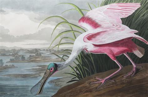 The Majestic Realism Of John James Audubon Prints