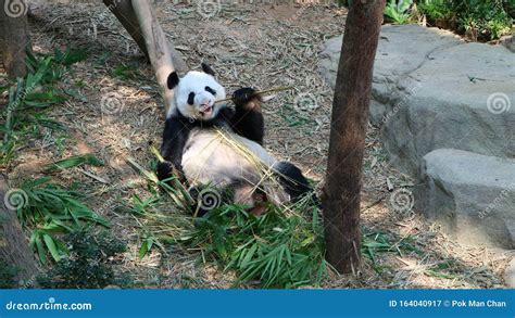 Singapore River Safari Panda Zoo Giant Panda Forest Stock Image Image
