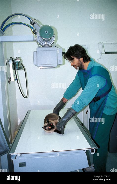 Veterinary Radiography Of The Cat Stock Photo Alamy
