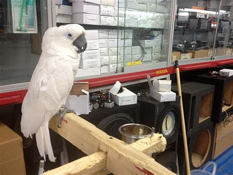 Bronx Auto Shop Doubles As Exotic Bird Store University