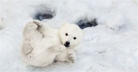 Whats A Baby Polar Bear Called More Amazing Facts Imp World