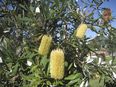 Glorious Banksias Perfectly Sized For Your Garden Australian Plants