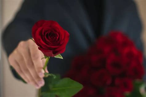 The Man Holds A Bouquet Of Red Roses And Gives One Red Rose Stock