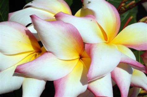 Pink plumeria are available in latest collections at reasonable prices upon alibaaba.com. Photography tips - Plumeria Care