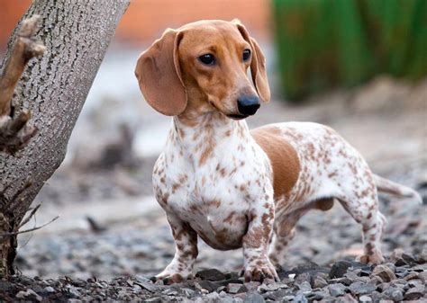 Dachshund Dog Breed Information And Characteristics