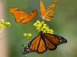 farfalle Foto % Immagini| macro e close up, macro di insetti, farfalle ...