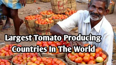 Top 12 Largest Tomato Producing Countries In The World Youtube