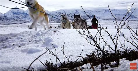 Exploring Denali National Park With Real American Sled Dogs