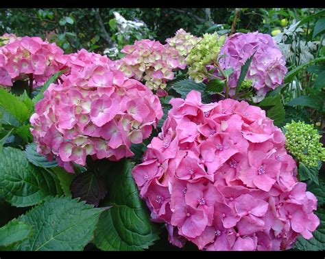 Hydrangea Wallpapers Images Photos Pictures Backgrounds
