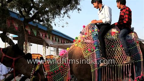 Write, if you have any questions, i will be happy to answer them. Indian tourists take camel ride in Pushkar camel fair ...