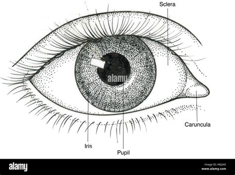 Illustration Of Human Eye Stock Photo Alamy