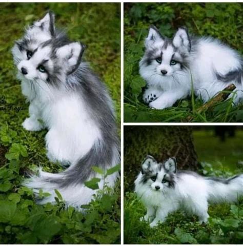 Canadian Marble Fox Is Simply One Beautiful Creature Sent To Me On