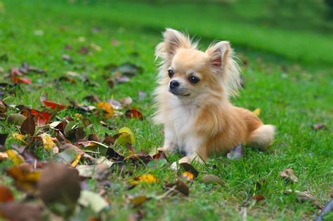 Long Haired Chihuahua A Small And Mighty Furry Friend Perfect Dog Breeds