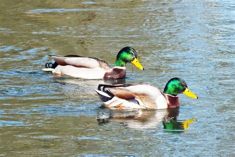 Ducks Wild Duck Water · Free Photo On Pixabay