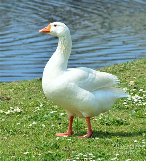 White Goose 2 Photograph By Kathleen Struckle Fine Art America