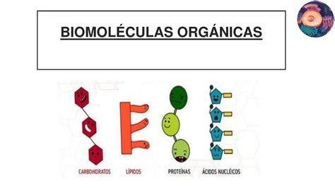 Top 128 Imágenes De Biomoléculas Orgánicas Destinomexicomx