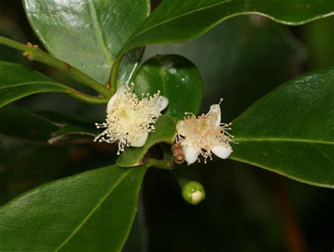 Find the perfect guava tree stock photos and editorial news pictures from getty images. Psidium cattleianum - Strawberry Guava, Cattley Guava ...