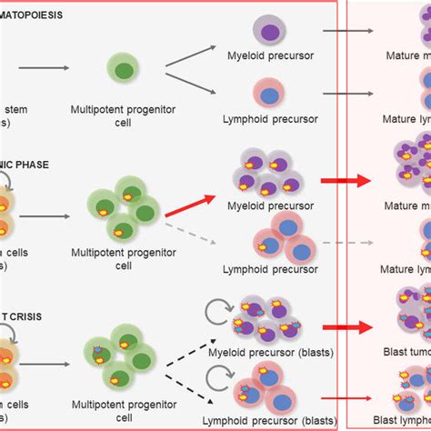 Chronic Myeloid Leukemia Clinical Phases A Normal Hematopoiesis