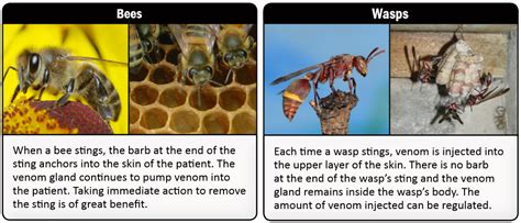 Bee And Wasp Sting Emergency Protocol Ccs