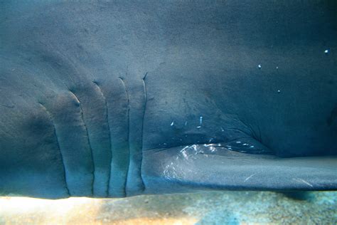 Shark Gills 2 Free Stock Photo Public Domain Pictures