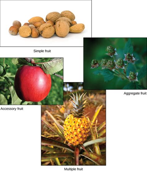 329 Pollination And Fertilization Development Of Fruit And Fruit