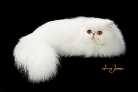 Persian Cat Breeders Websites Kittysitescom