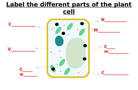 Animal Cell Plant Cell Bacterial Cell Label Worksheets