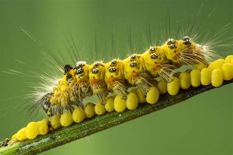 Yellow Caterpillar Identification Chart A Visual Reference Of Charts Chart Master