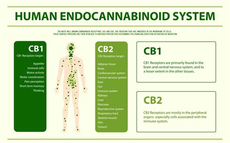 Your Endocannabinoid System And Cbd Cbd Healing Resources