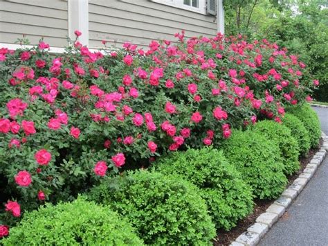 Knockout Roses In Landscape Design Boxwood Landscaping Front Yard