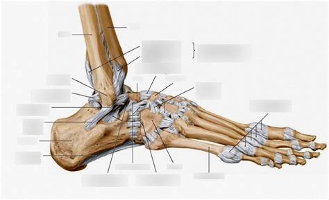Ligaments Of Foot And Ankle Diagram Quizlet