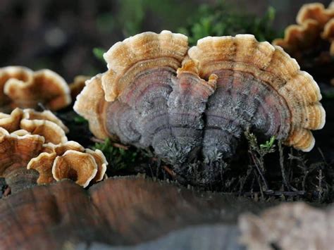 try out this turkey tail mushroom recipe mushroom health guide