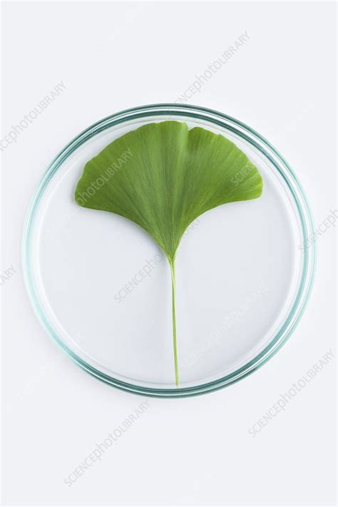 Botanical Research Conceptual Image Stock Image F0272950