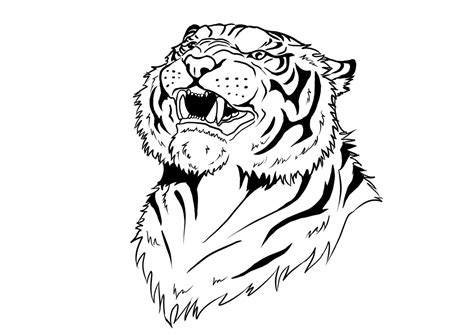 Tiger Line Drawing At Getdrawings Free Download