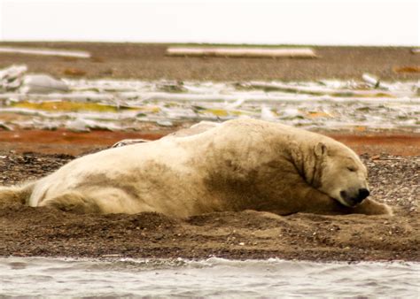 Visit Arctic National Wildlife Refuge Best Of Arctic National Wildlife