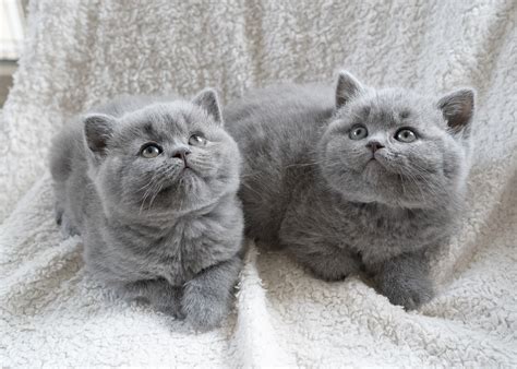 British Shorthair Kittens Lunarose British Shorthairs