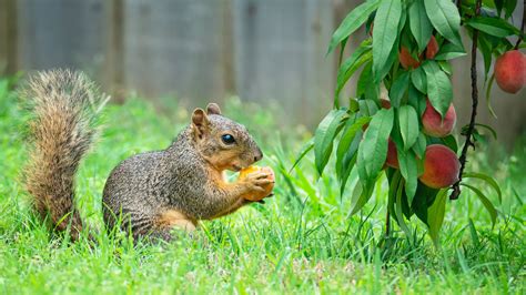 Plants You Can Add To Your Garden To Repel Squirrels