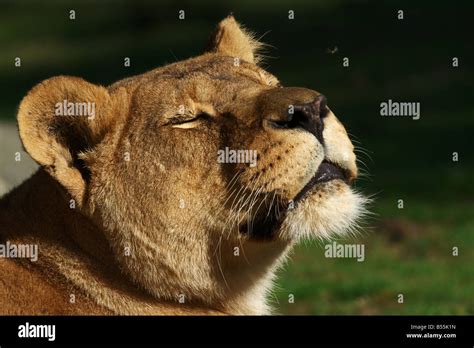 A Lion Attacked By A Fly Stock Photo Alamy