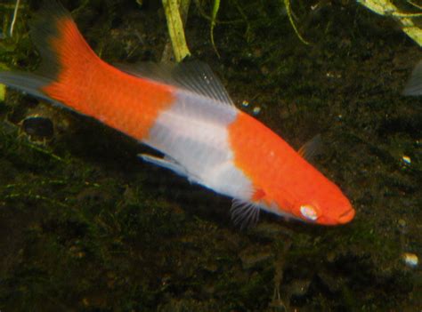 Oceanaq Albino Koi Swordtail