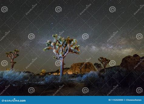 Joshua Tree At Night Stock Photo Image Of Peaceful 115263000